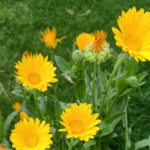 Brightening Your Garden: Top Yellow Flower Varieties