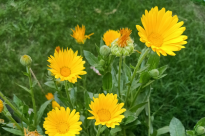 Brightening Your Garden: Top Yellow Flower Varieties
