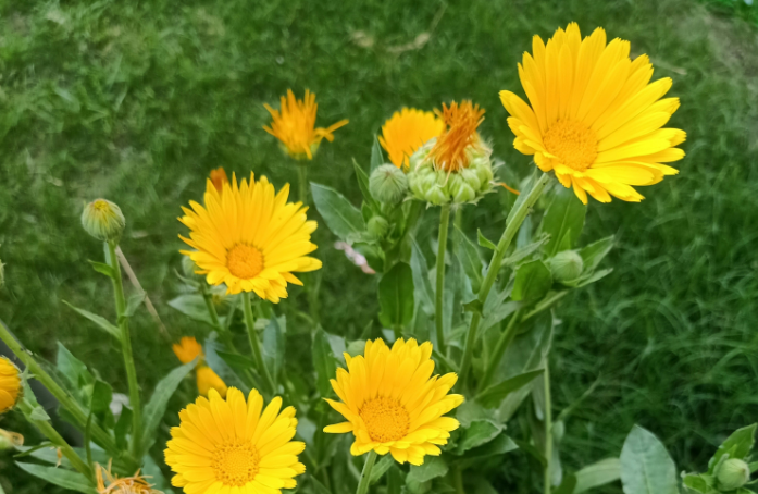 Brightening Your Garden: Top Yellow Flower Varieties